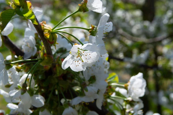 Spring Blossom White Cherry Trees Orchard Fruit Region Haspengouw Belgium — Stock Photo, Image