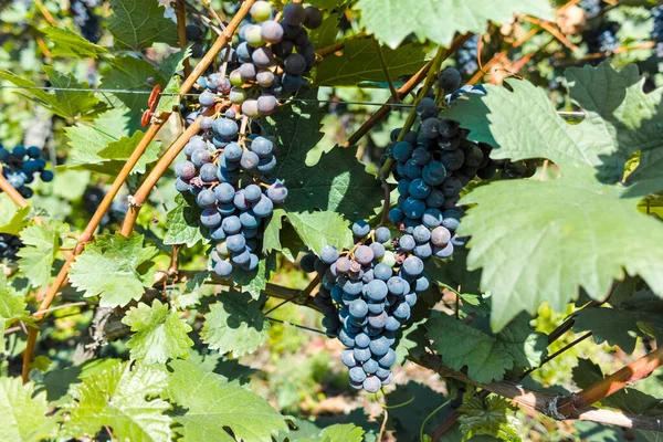 Vignoble Avec Vignes Vin Rouge Vignes Noires Violettes Été — Photo