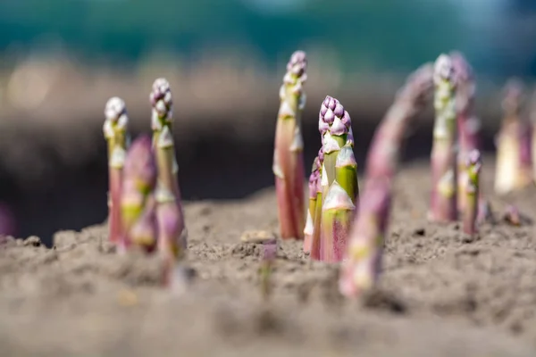 荷兰芦笋菜田的新收获季节 在农场和农业中发现的白色和紫色芦笋 — 图库照片