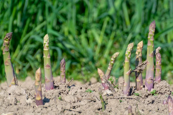 Reifer Grüner Bio Spargel Der Auf Dem Feld Der Bauern — Stockfoto