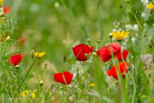 Primavera Colorido Fondo Floral Prado Con Floración Flores Amapola Silvestres — Foto de Stock