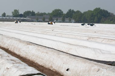 Hollanda 'da organik olgun beyaz kuşkonmaz sebzeleriyle kaplı tünel tarlaları, hasat mevsimi.