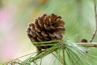 Noel arkaplanı ve çam ağacı konileri yakın.