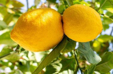 Olgun sarı limonlar, tropikal turunçgiller ağaçta asılı, hasat etmeye hazır.