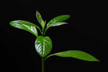 Siyah arka planda genç yeşil avokado bitkisi, yeşil gezegen eko kavramı, kopyalama alanı kapat