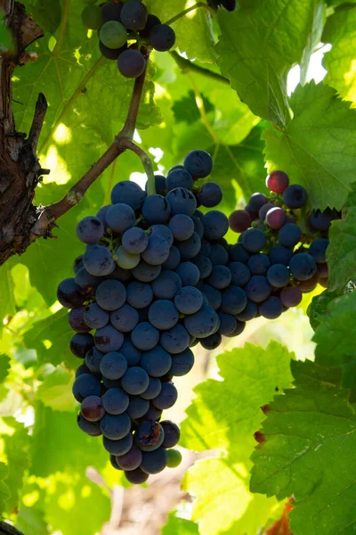 Rebstock Auf Weinberg Der Italien Rotweintrauben Anbaut Sirah Petit Verdot — Stockfoto