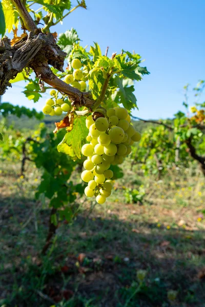 意大利拉齐奥的葡萄园 生长着白葡萄酒葡萄 意大利的夏敦纳伊和马尔瓦西亚葡萄 — 图库照片