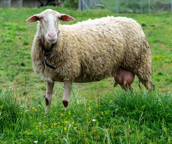 Fazenda Queijo Orgânico Ovelhas Pastando Grama Verde Pasto Grécia Close — Fotografia de Stock