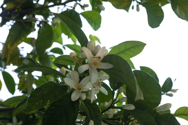 Seasonal Blossom Orange Tree Orchard White Flowers Strong Smell Close — Stock Photo, Image