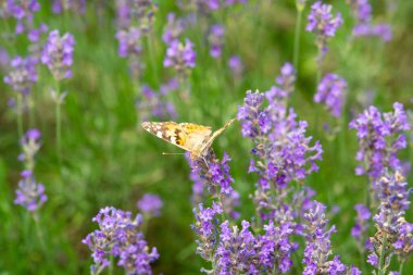 Organik bal çiftliği, lavantalı bal üretimi, leylak çiçekleri üzerinde arı ve kelebek.