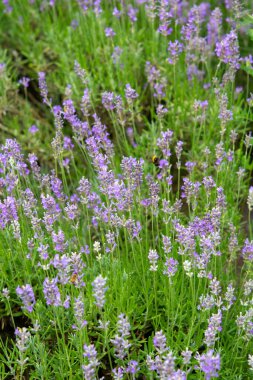 Organik bal çiftliği, lavanta balı üretimi, leylak çiçekli arı.
