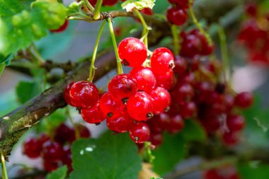 Ribes Rubrum Frenk üzümü ya da bektaşi üzümü güneş ışığında bahçede olgunlaşır.