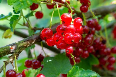 Ribes Rubrum Frenk üzümü ya da bektaşi üzümü güneş ışığında bahçede olgunlaşır.