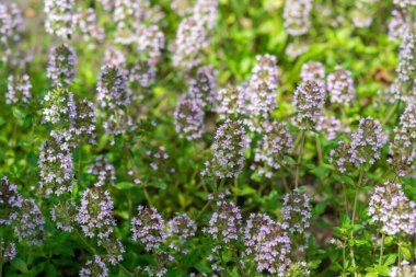 İtalyan mutfağında yetişen aromatik bitki kekiği, yeşil doğa arka planı.