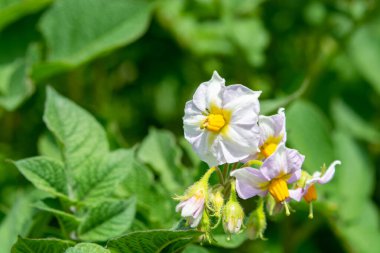Yaz aylarında patatesin beyaz çiçekleri, yakın plan, yeşil doğa