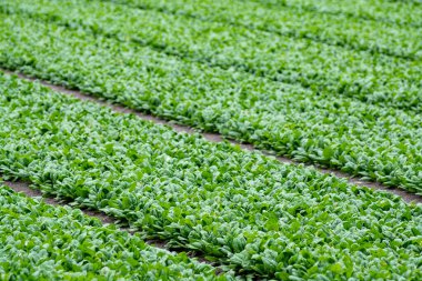 Büyüyen yeşil ıspanak bitkilerinden oluşan gıda arka planı