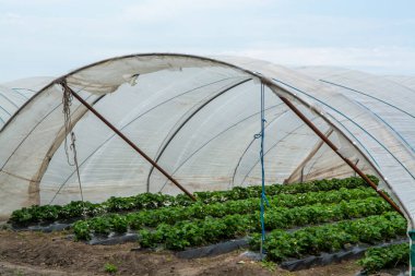 Çilek tarlalarındaki yeşil evler, tarlalarda yetişen çilek bitkileri.