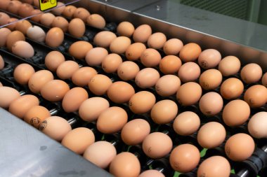 Avrupa 'da yüksek kalitede organik yumurta üreten kuluçka makinelerine modern paketleme, işleme ve ulaşım, yüksek düzeyde otomasyon