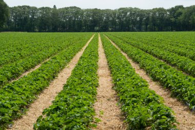 Çilek tarlaları, samanlıkta yetişen çilek bitkileri açık havada çiftlikte yetişiyor.