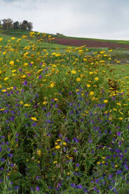 Sicilyalı Flora, dağlardaki çayırlarda çiçeklerin rengarenk çiçeği, doğal biyolojik bal üretimi..