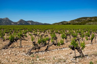 Alpilles, Provence, Güney Fransa 'da gül, kırmızı ve beyaz şarap üretimi, yazın başında üzüm bağının manzarası