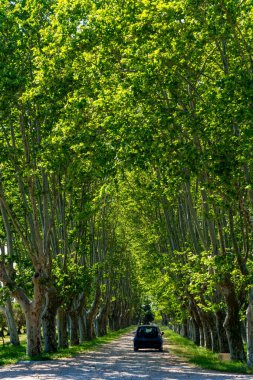 Sahne Provencal büyük eski uçak ağaçları yazın ara sokak ve siyah araba