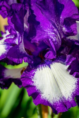 Leylak zambakları, Fransa 'nın güneyinde, Provence' de bahar çiçekleri, doğa arka planı.