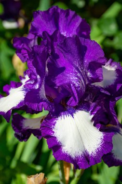 Leylak zambakları, Fransa 'nın güneyinde, Provence' de bahar çiçekleri, doğa arka planı.