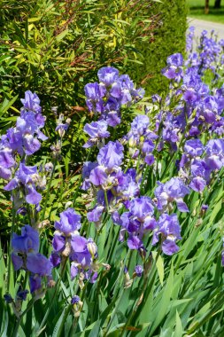 Leylak zambakları, Fransa 'nın güneyinde, Provence' de bahar çiçekleri, doğa arka planı.