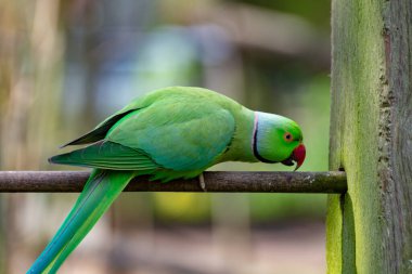 Asya bölgesinde yaşayan yeşil Alexandrine muhabbet kuşu, yakın plan.