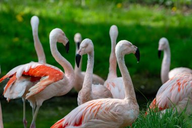 Birçok pembe framingo kuşu yaklaşıyor.