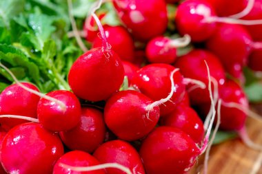 Yıkanmış taze kırmızı turp sürüsü, yeni hasat yakın.