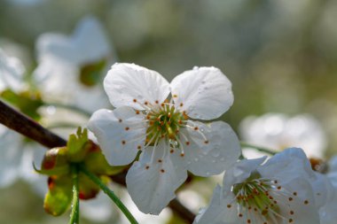 Meyve bahçesindeki kiraz ağacının bahar çiçekleri yakın.