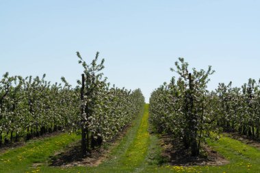 Bahçedeki elma ağaçlarının bahar pembe çiçekleri, Belçika 'daki meyve bölgesi Haspengouw, çiçek açan ağaçlar