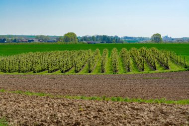 Çiftçilerle dolu bahar manzarası tarlalar, yeşil çimenler, meyve ağaçları bahçeler ve mavi gökyüzü, doğa arka planı