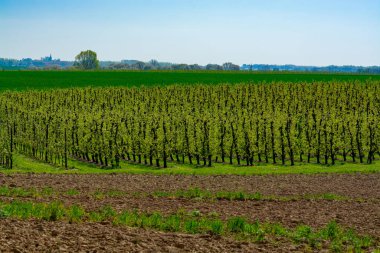 Çiftçilerle dolu bahar manzarası tarlalar, yeşil çimenler, meyve ağaçları bahçeler ve mavi gökyüzü, doğa arka planı