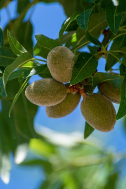 Badem ağacında olgunlaşan taze yeşil badem fıstıkları