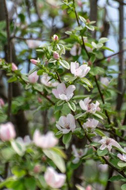 Elma ağacının pembe çiçekleri, meyve bahçesinde bahar çiçekleri yakın.