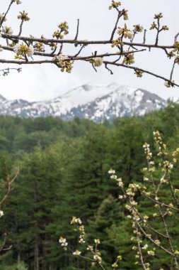 Baharda Yunan dağlarında ekşi kiraz çiçeği, çiçekli arka plan