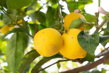 Olgun sarı limonlar, tropikal turunçgiller ağaçta asılı, hasat etmeye hazır.