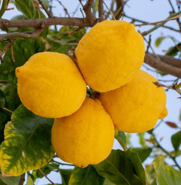 Olgun sarı limonlar, tropikal turunçgiller ağaçta asılı, hasat etmeye hazır.