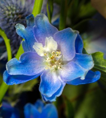 Çiçekli arka plan. Çiçekler bukette taze, makro fotoğraf.