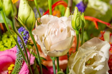 Çiçekli arka plan. Çiçekler bukette taze, makro fotoğraf.