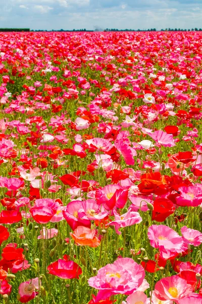 Fondo Colorido Naturaleza Campos Amapola Con Muchas Flores Amapola Blancas — Foto de Stock