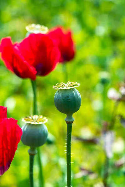Fleur Rose Opium Pavot Gros Plan — Photo