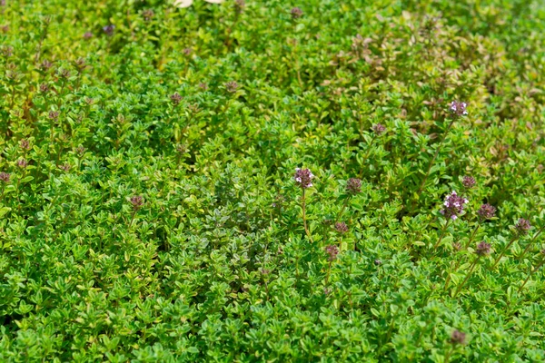 意大利厨房芳香草本植物百里香在花园生长 绿色自然背景 — 图库照片