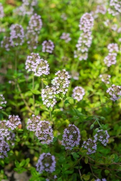 Cocina Italiana Hierba Aromática Tomillo Que Crece Jardín Fondo Verde — Foto de Stock