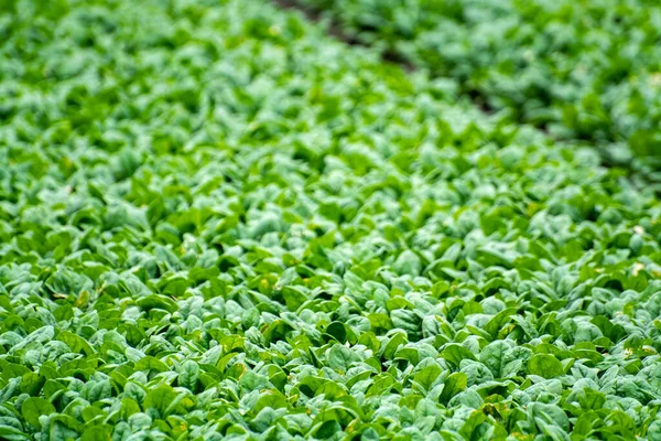 Food Background Growing Green Baby Spinach Plants — Stock Photo, Image