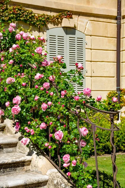 Flor Rosas Rosadas Creciendo Jardín Del Castillo Provenza Francia Día — Foto de Stock