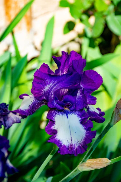 Fiori Iris Lilla Fiore Primaverile Iris Colorati Provenza Sud Della — Foto Stock